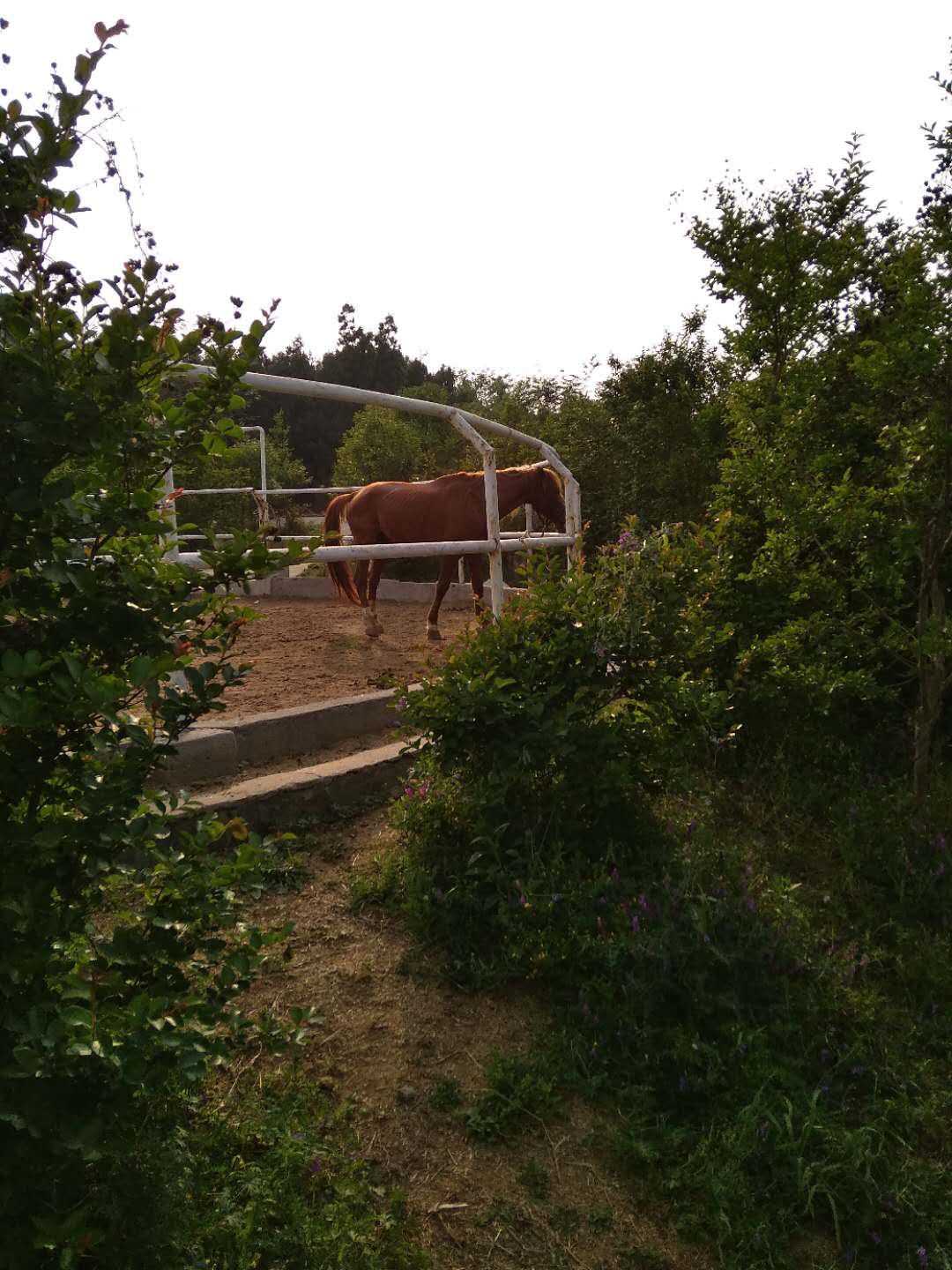 这里还有马骑